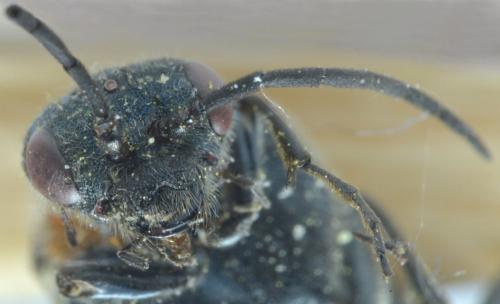 Dolerus sp.